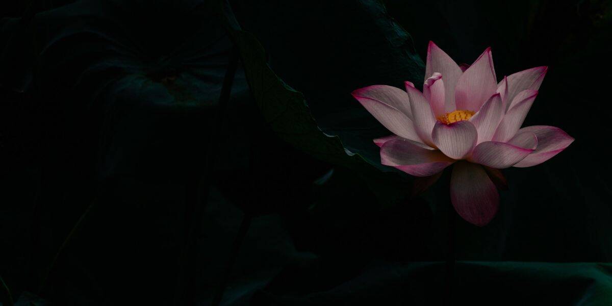 Seerose auf dunklem Teich