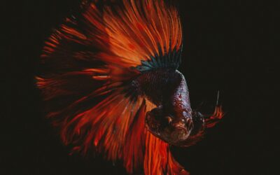 Die rosarote Brille des spirituellen Egoismus