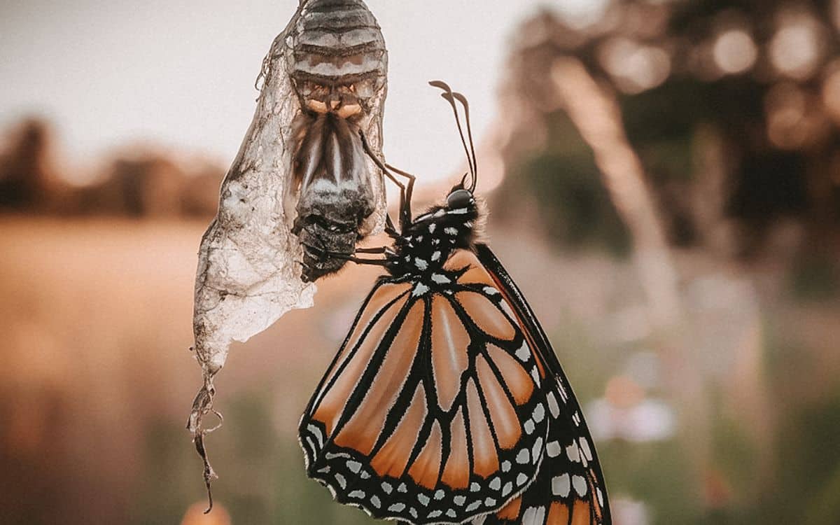 Schmetterling der aus seinem Kokon geschlüpft ist