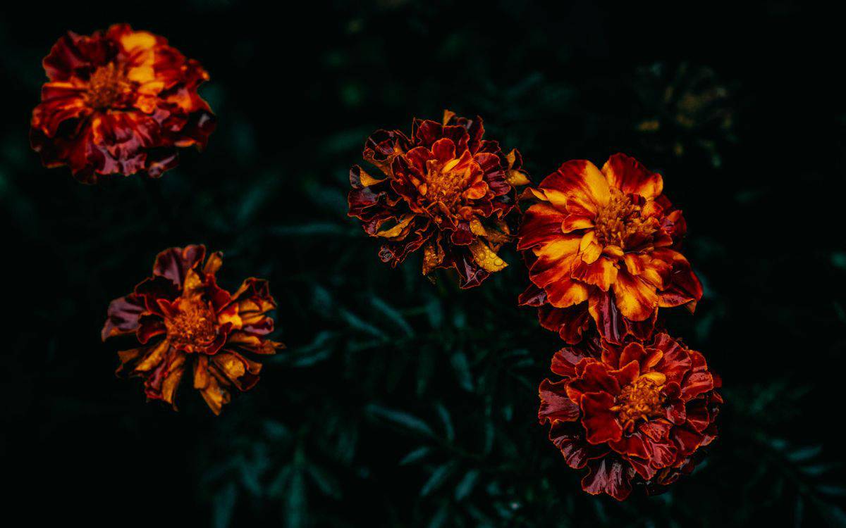 Blog (2) Fünf orange-gelbfarbene Blüten auf dunklem Hintergrund