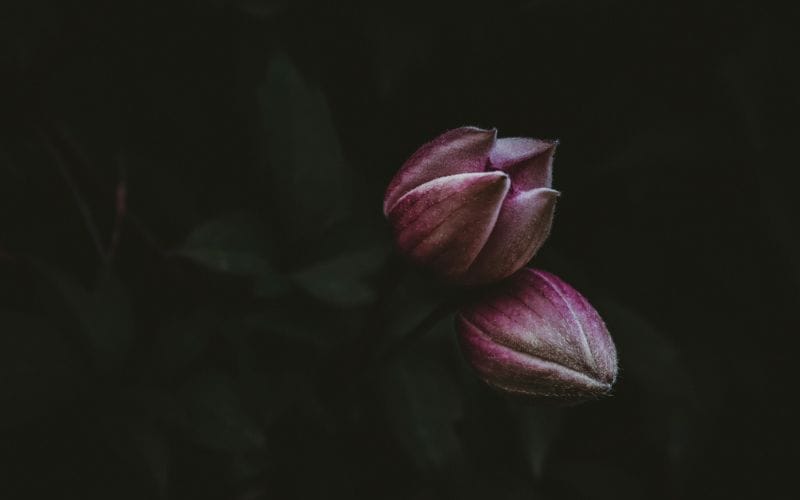 Geschlossener Lotus, rose auf dunklem See