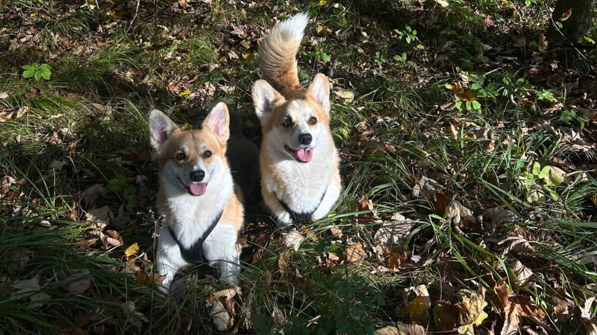Meine zwei Corgis im Wald Oscar und Carlo