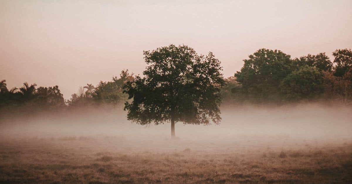 Baum im Nebel auf einer Wiese bei Sonnenaufgang