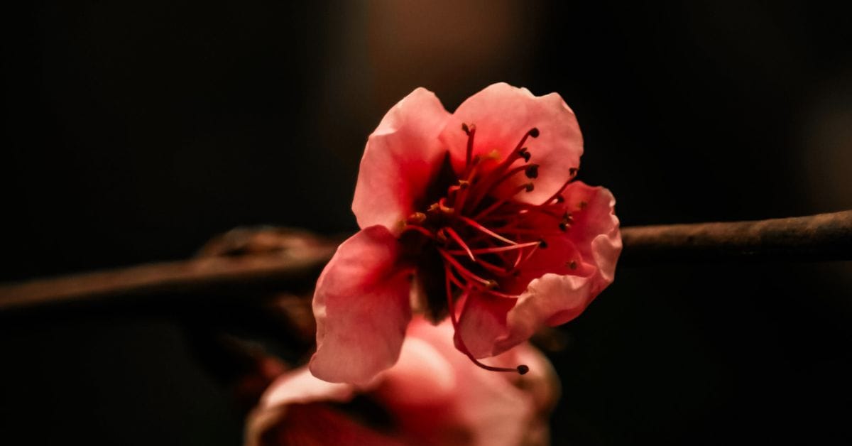 Kirschblüte in der Dämmerung